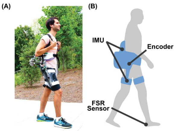 New Publication: Real-Time Neural Network-Based Gait Phase Estimation Using a Robotic Hip Exoskeleton